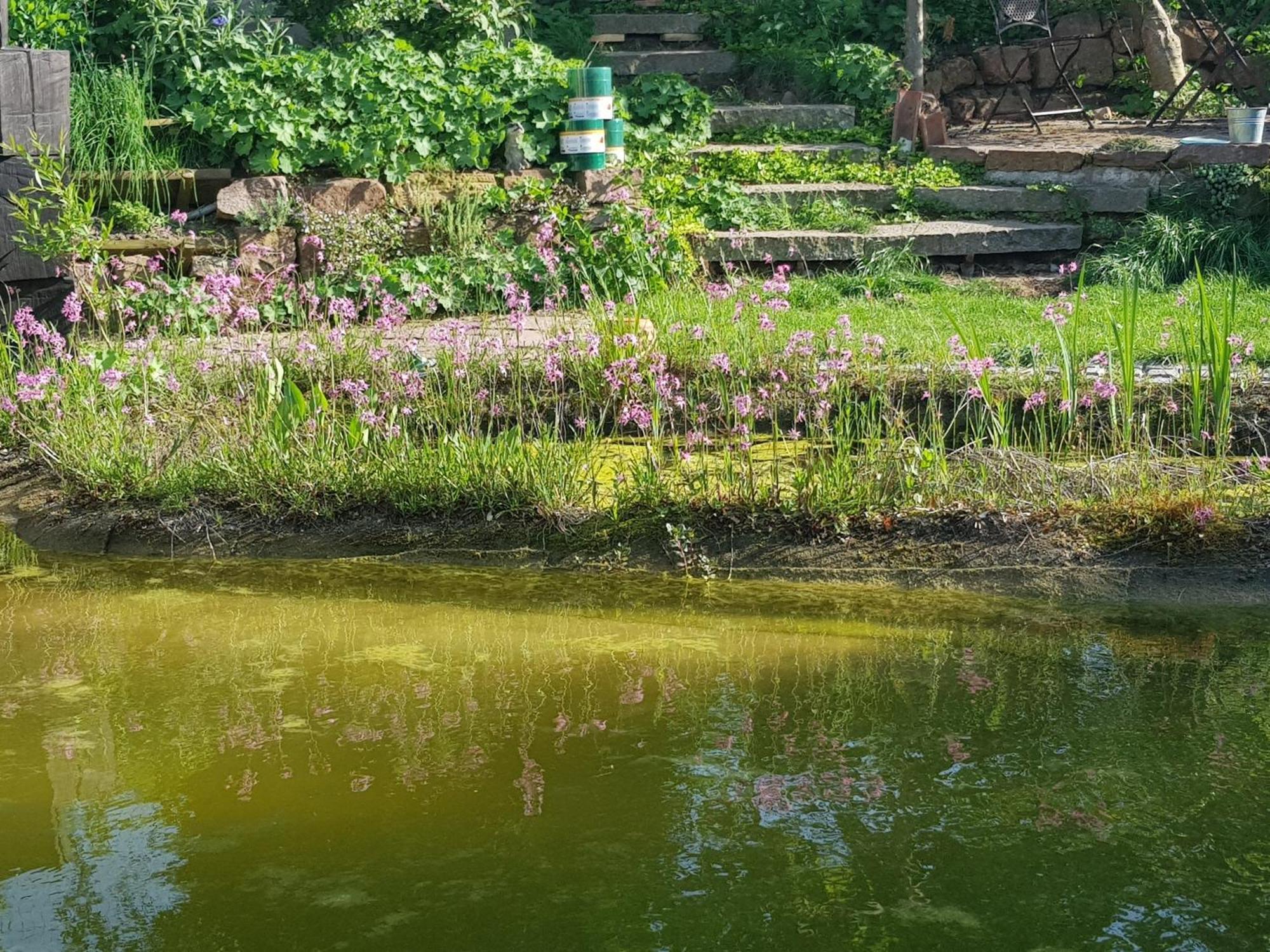 Wohnung Mit Sauna, Garten & Schwimmteich Bietigheim-Bissingen Exterior foto